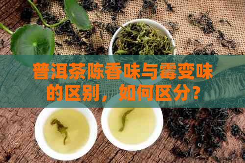 普洱茶陈香味与霉变味的区别，如何区分？