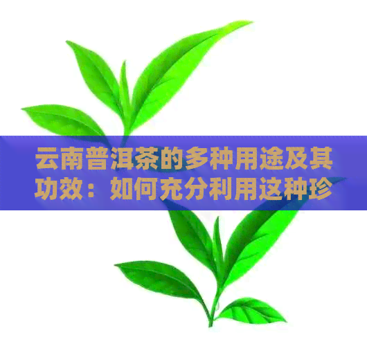 云南普洱茶的多种用途及其功效：如何充分利用这种珍贵茶叶？