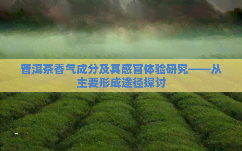 普洱茶香气成分及其感官体验研究——从主要形成途径探讨