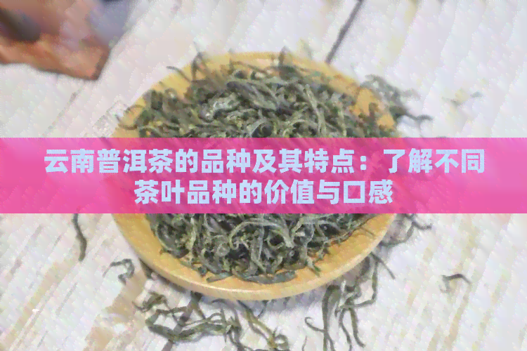 云南普洱茶的品种及其特点：了解不同茶叶品种的价值与口感