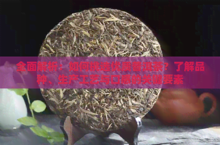 全面解析：如何挑选优质普洱茶？了解品种、生产工艺与口感的关键要素