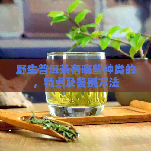 野生普洱茶有哪些种类的，特点及鉴别方法