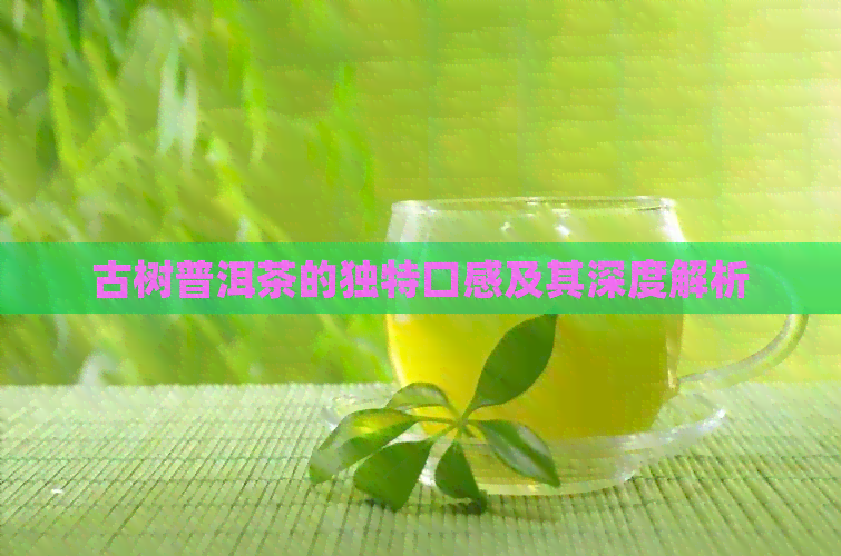 古树普洱茶的独特口感及其深度解析