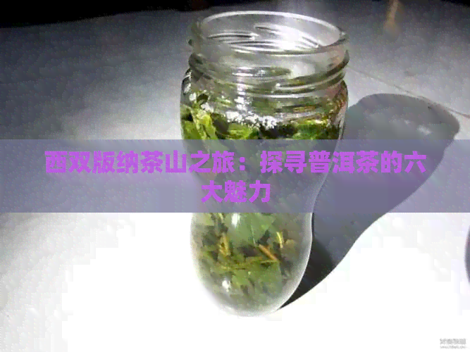 西双版纳茶山之旅：探寻普洱茶的六大魅力