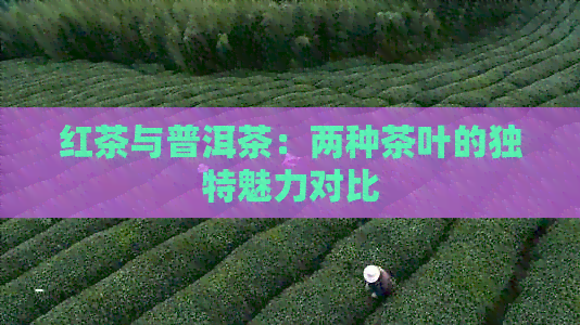 红茶与普洱茶：两种茶叶的独特魅力对比