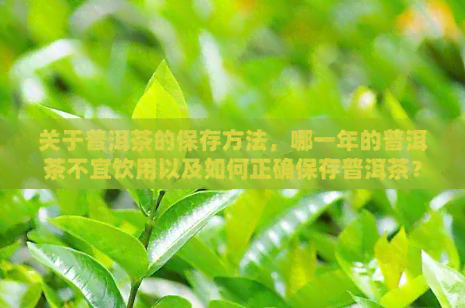 关于普洱茶的保存方法，哪一年的普洱茶不宜饮用以及如何正确保存普洱茶？