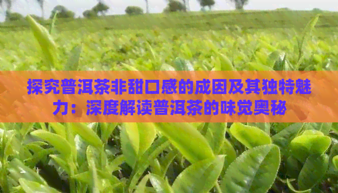 探究普洱茶非甜口感的成因及其独特魅力：深度解读普洱茶的味觉奥秘