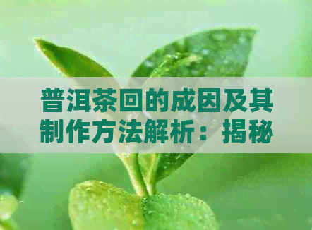 普洱茶回的成因及其制作方法解析：揭秘天然与人为因素对回的影响