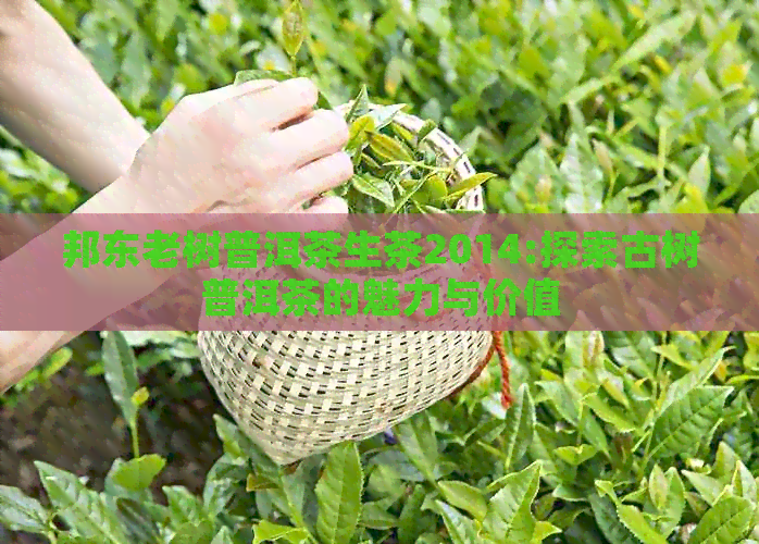 邦东老树普洱茶生茶2014:探索古树普洱茶的魅力与价值