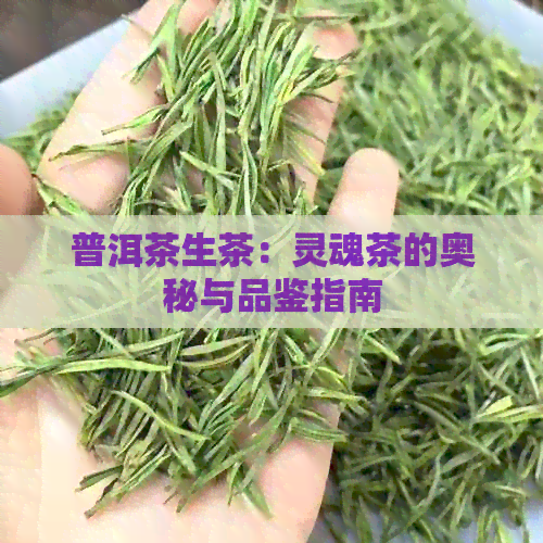 普洱茶生茶：灵魂茶的奥秘与品鉴指南