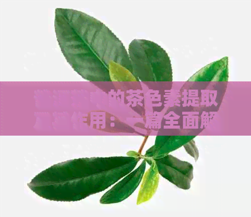 普洱茶中的茶色素提取及其作用：一篇全面解析的文章