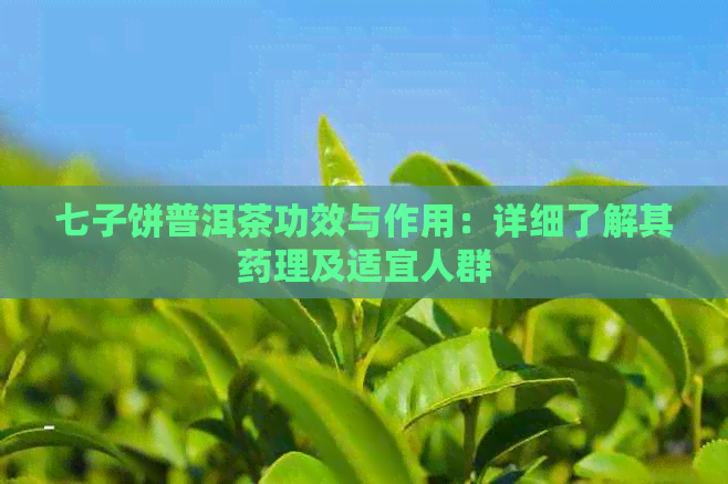 七子饼普洱茶功效与作用：详细了解其药理及适宜人群