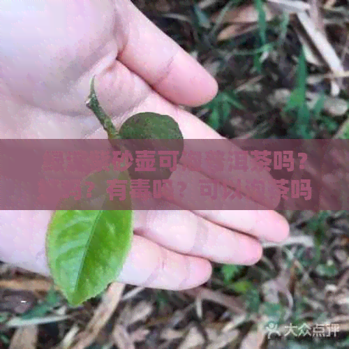 绿泥紫砂壶可泡普洱茶吗？好吗？有吗？可以泡茶吗？能用吗？