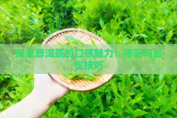 探索普洱茶的口感魅力：搭配与品饮技巧