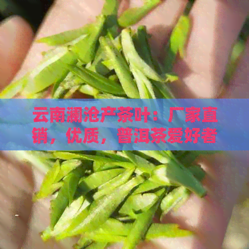 云南澜沧产茶叶：厂家直销，优质，普洱茶爱好者的必选之饮