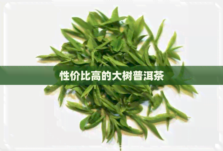 性价比高的大树普洱茶