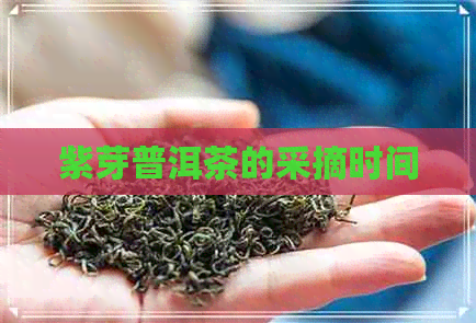 紫芽普洱茶的采摘时间