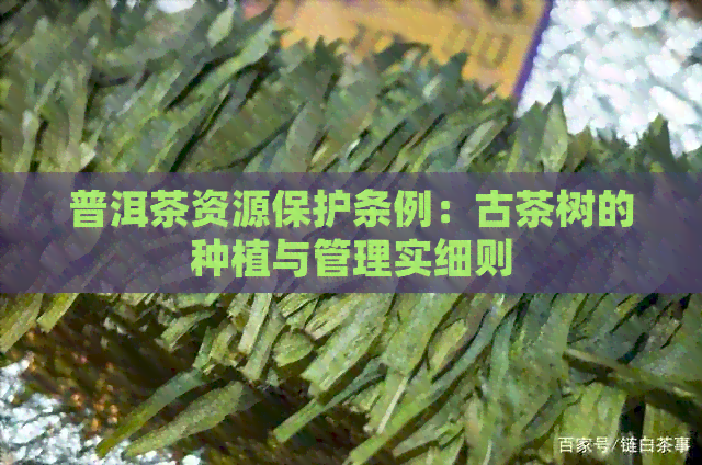 普洱茶资源保护条例：古茶树的种植与管理实细则