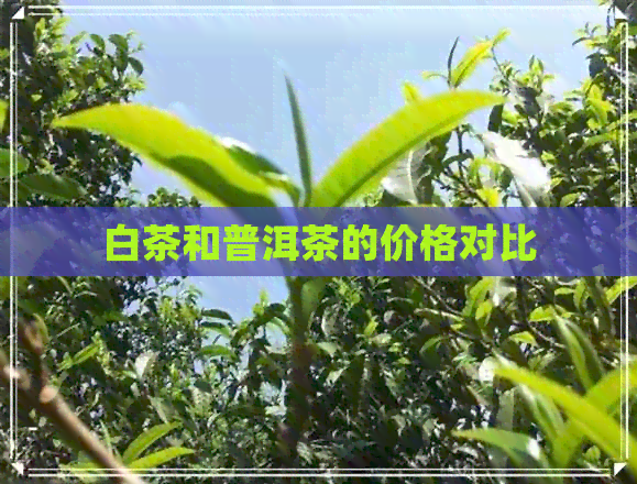 白茶和普洱茶的价格对比