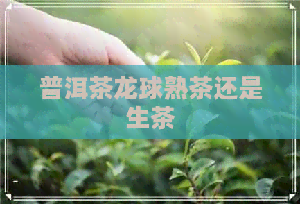 普洱茶龙球熟茶还是生茶