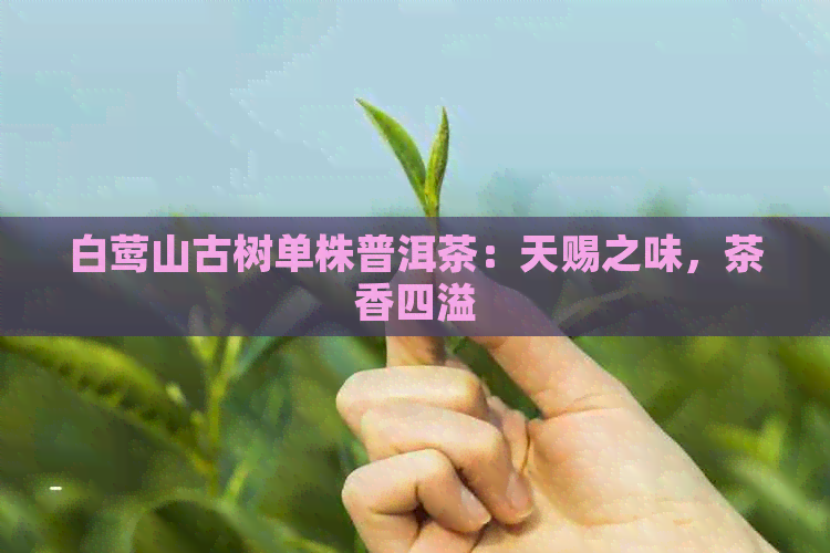 白莺山古树单株普洱茶：天赐之味，茶香四溢