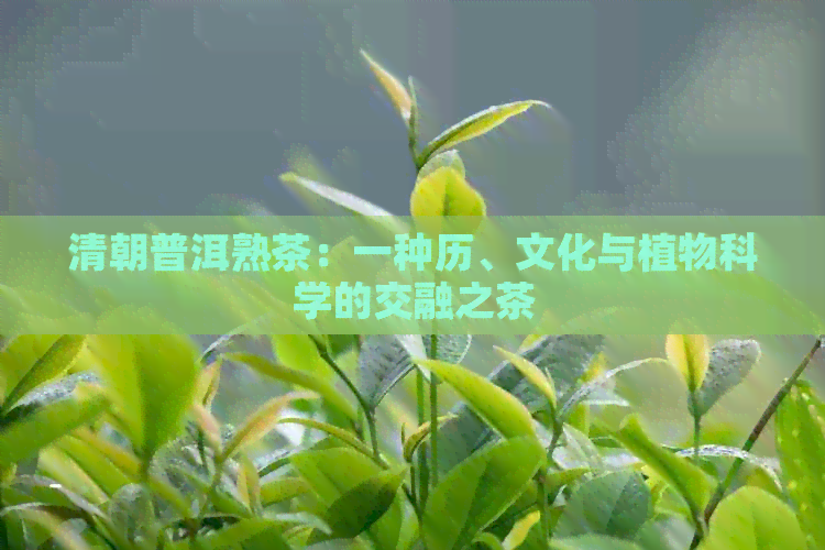 清朝普洱熟茶：一种历、文化与植物科学的交融之茶