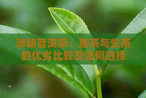 清朝普洱茶：熟茶与生茶的优劣比较及如何选择