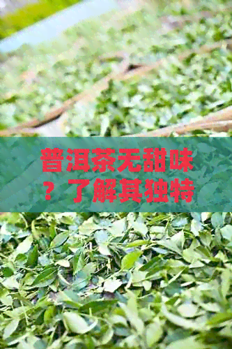 普洱茶无甜味？了解其独特风味及品饮技巧