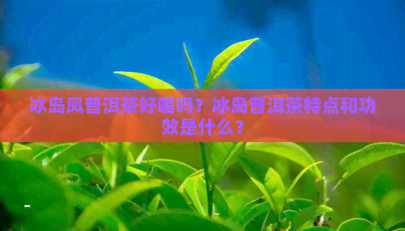 冰岛凤普洱茶好喝吗？冰岛普洱茶特点和功效是什么？