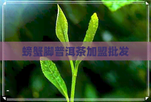 螃蟹脚普洱茶加盟批发