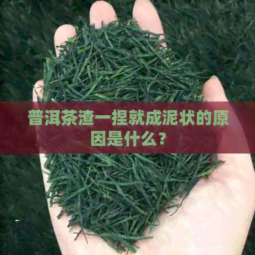 普洱茶渣一捏就成泥状的原因是什么？