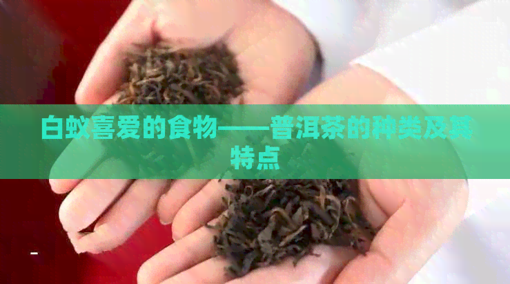 白蚁喜爱的食物——普洱茶的种类及其特点