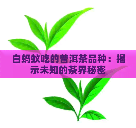 白蚂蚁吃的普洱茶品种：揭示未知的茶界秘密