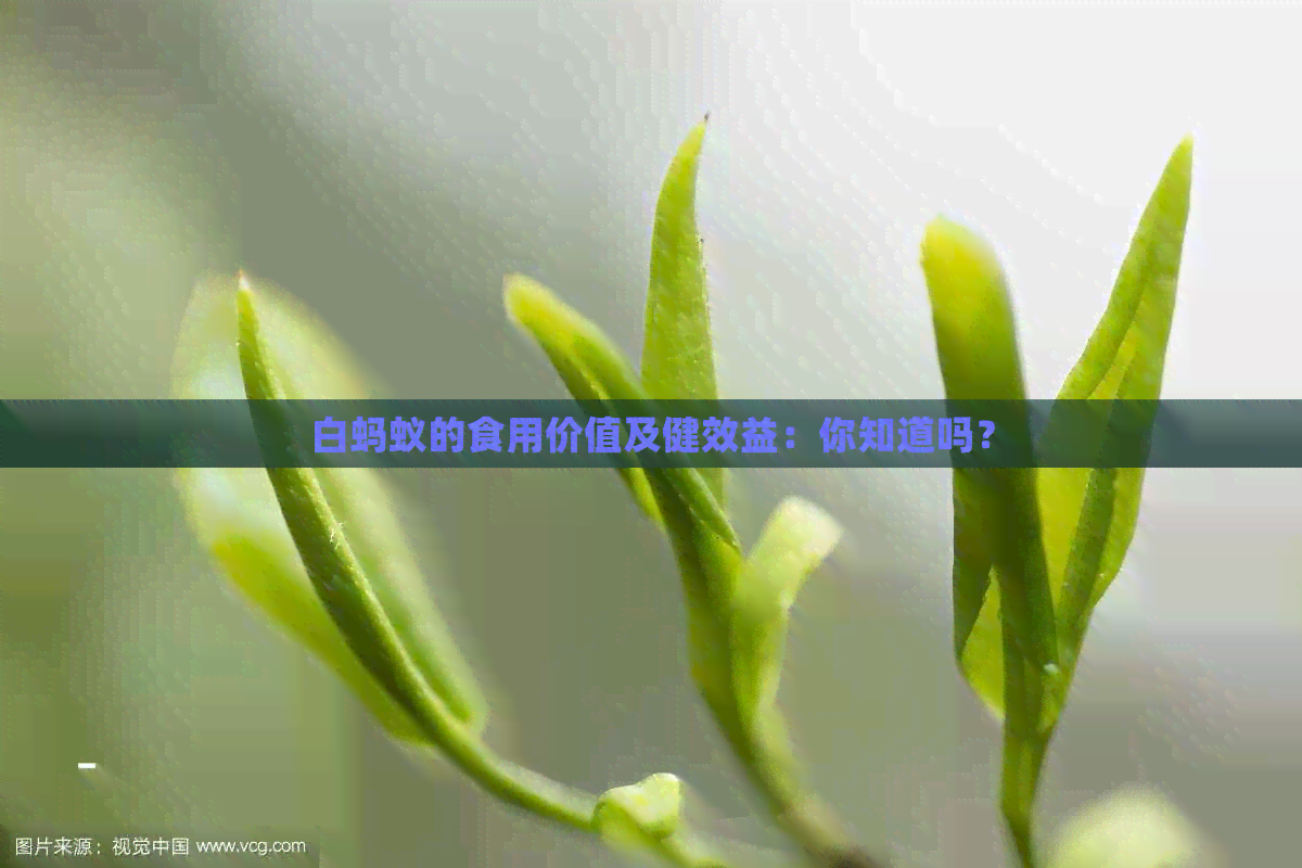 白蚂蚁的食用价值及健效益：你知道吗？