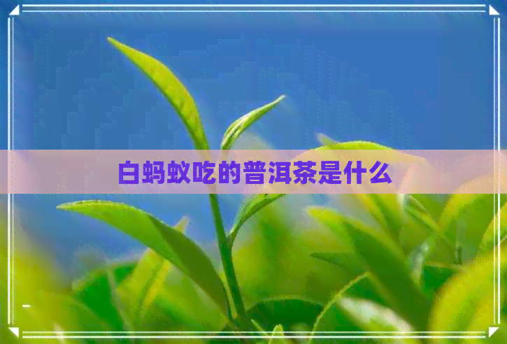 白蚂蚁吃的普洱茶是什么