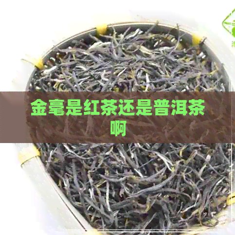 金毫是红茶还是普洱茶啊