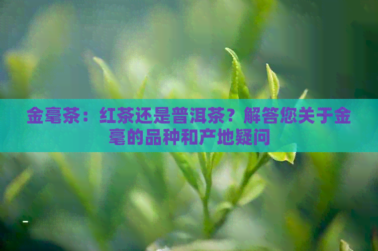 金毫茶：红茶还是普洱茶？解答您关于金毫的品种和产地疑问