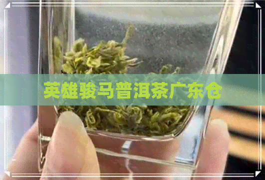 英雄骏马普洱茶广东仓