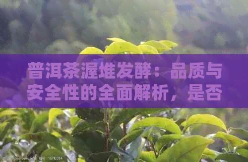 普洱茶渥堆发酵：品质与安全性的全面解析，是否适合饮用？