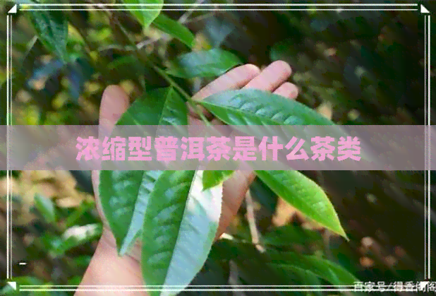 浓缩型普洱茶是什么茶类