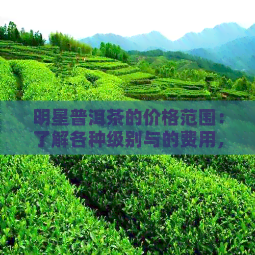 明星普洱茶的价格范围：了解各种级别与的费用，以及购买建议