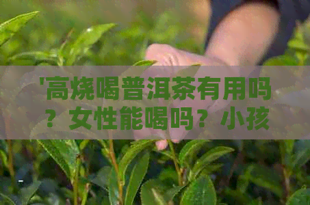 '高烧喝普洱茶有用吗？女性能喝吗？小孩'