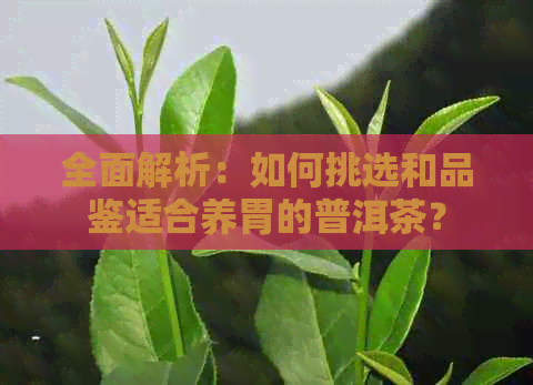 全面解析：如何挑选和品鉴适合养胃的普洱茶？