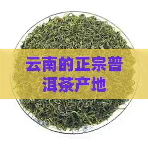 云南的正宗普洱茶产地