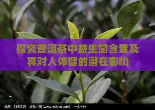 探究普洱茶中益生菌含量及其对人体健的潜在影响