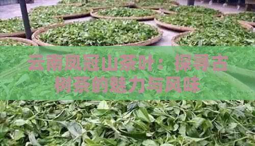 云南凤冠山茶叶：探寻古树茶的魅力与风味