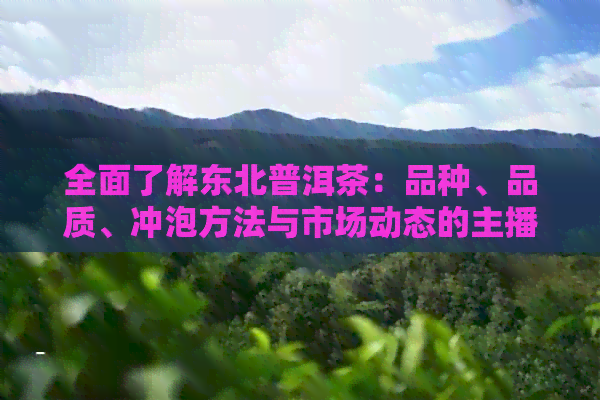 全面了解东北普洱茶：品种、品质、冲泡方法与市场动态的主播解说