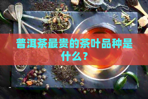 普洱茶最贵的茶叶品种是什么？