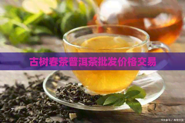 古树春茶普洱茶批发价格交易