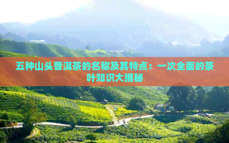 五种山头普洱茶的名称及其特点：一次全面的茶叶知识大揭秘